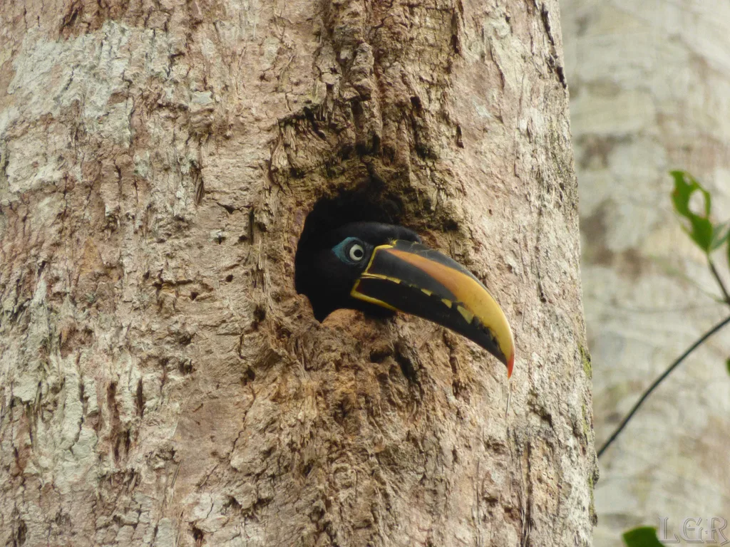 栗耳簇舌巨嘴鸟(Pteroglossus castanotis)