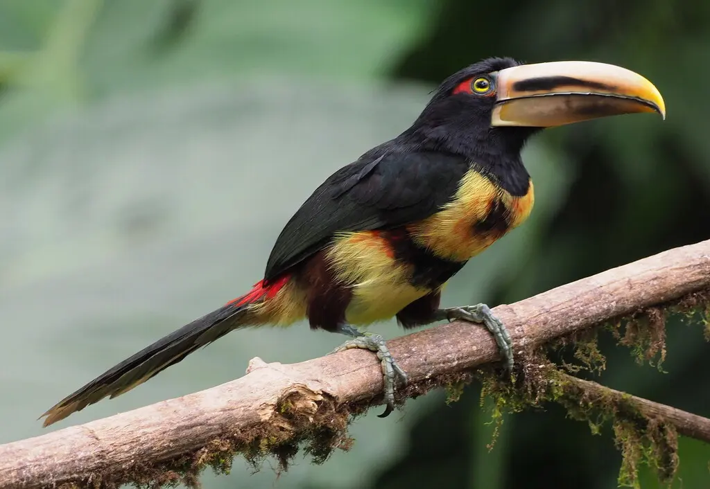 淡嘴簇舌巨嘴鸟(Pteroglossus erythropygius)
