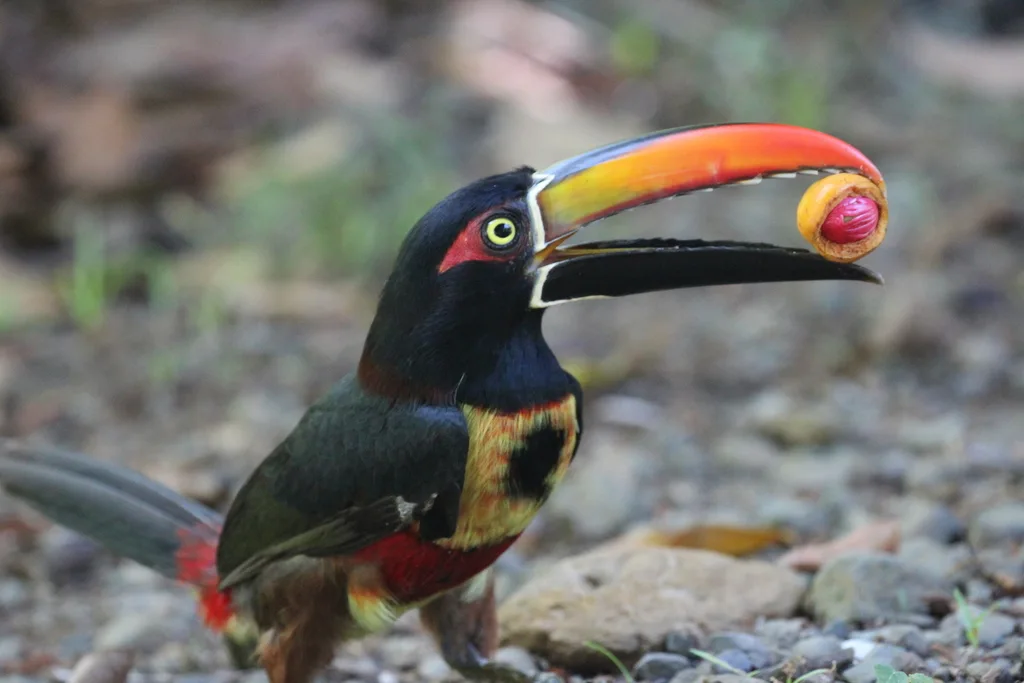红嘴簇舌巨嘴鸟(Pteroglossus frantzii)