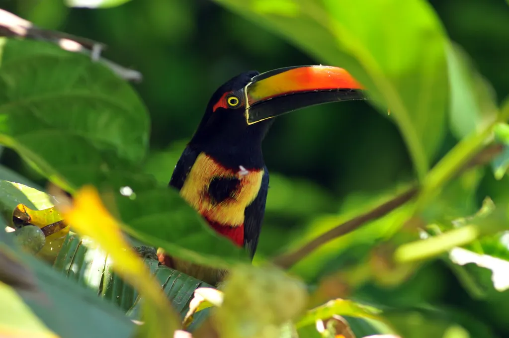 红嘴簇舌巨嘴鸟(Pteroglossus frantzii)