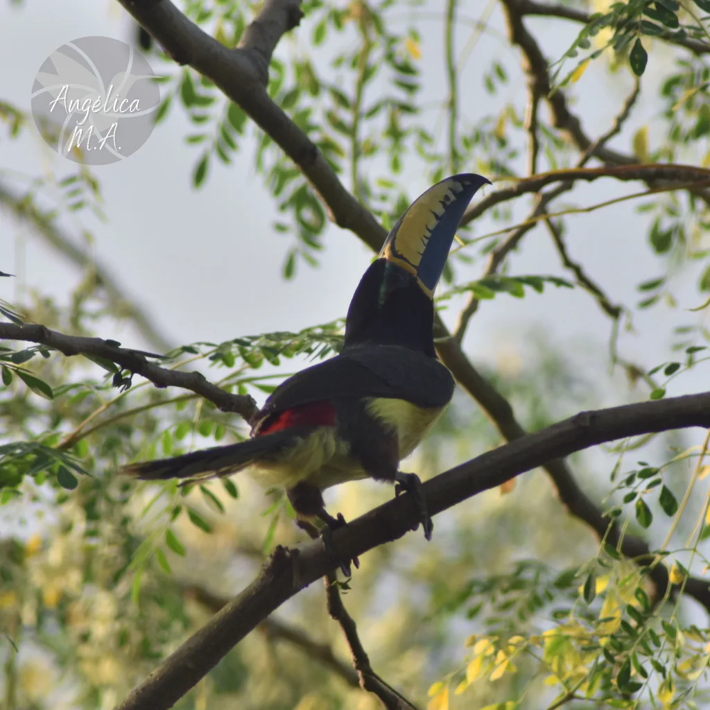 巴西簇舌巨嘴鸟(Pteroglossus inscriptus)