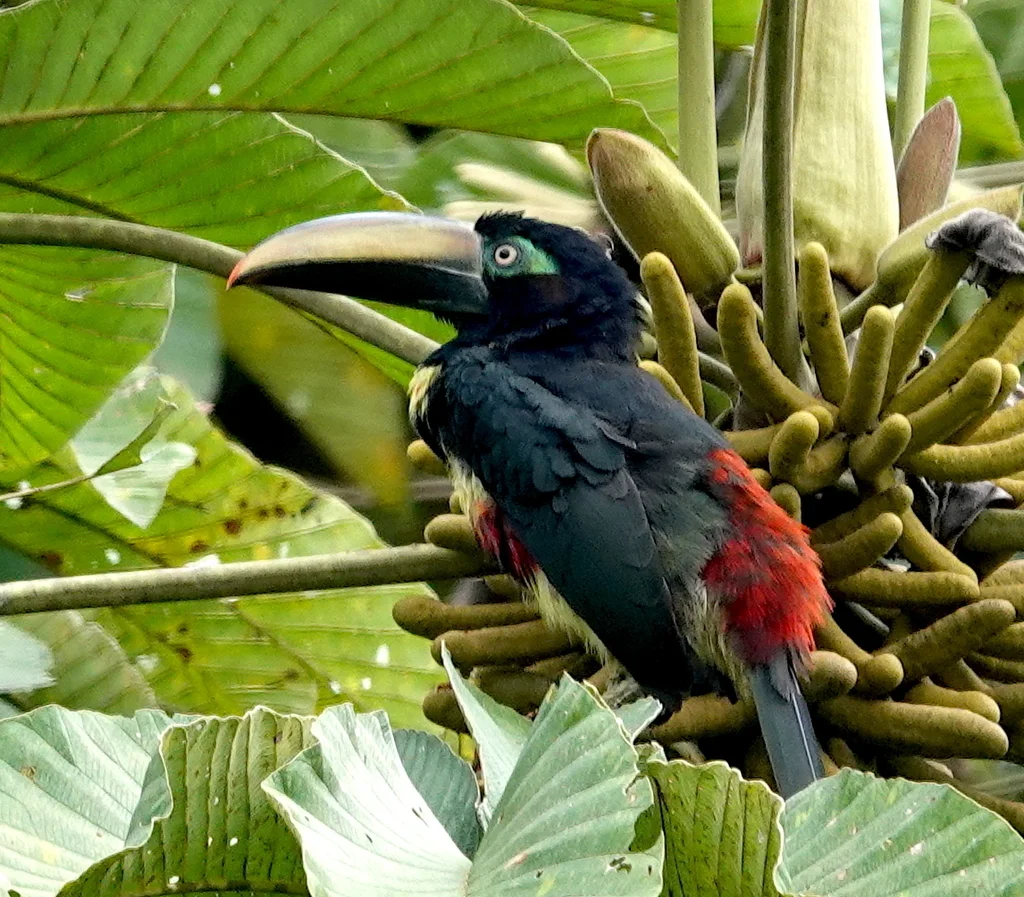 多斑簇舌巨嘴鸟(Pteroglossus pluricinctus)