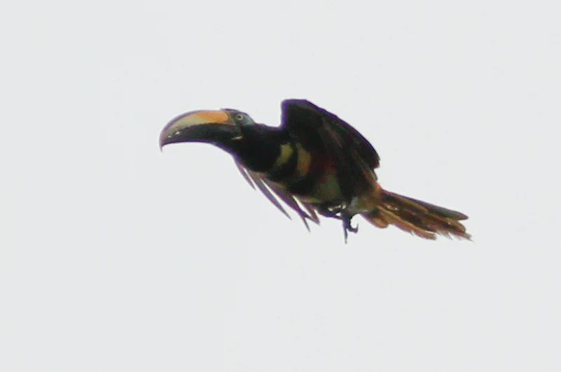 多斑簇舌巨嘴鸟(Pteroglossus pluricinctus)