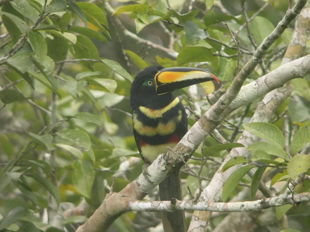 多斑簇舌巨嘴鸟(Pteroglossus pluricinctus)