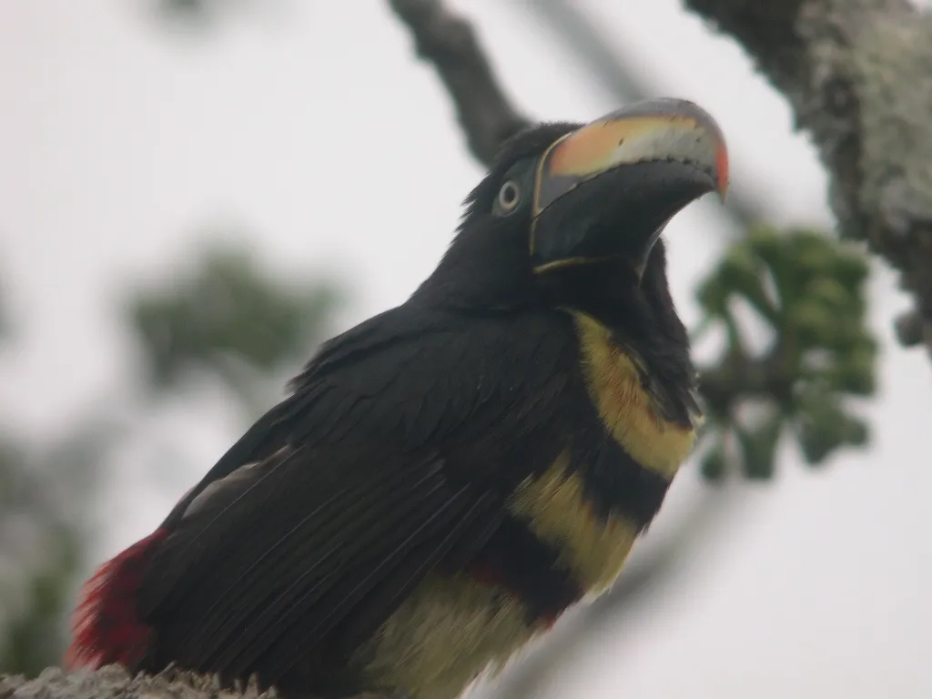 多斑簇舌巨嘴鸟(Pteroglossus pluricinctus)
