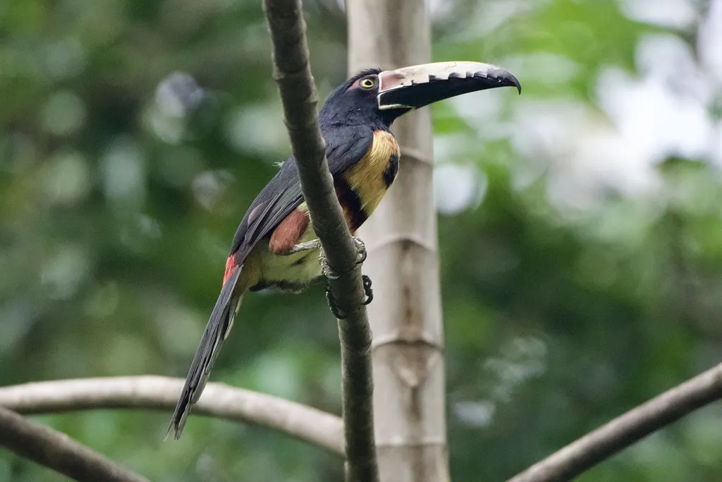 领簇舌巨嘴鸟(Pteroglossus torquatus)