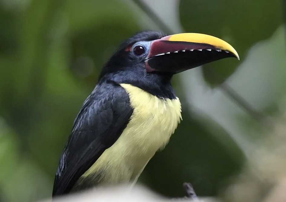 绿簇舌巨嘴鸟(Pteroglossus viridis)