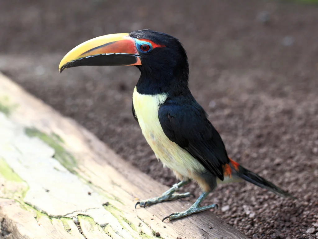 绿簇舌巨嘴鸟(Pteroglossus viridis)