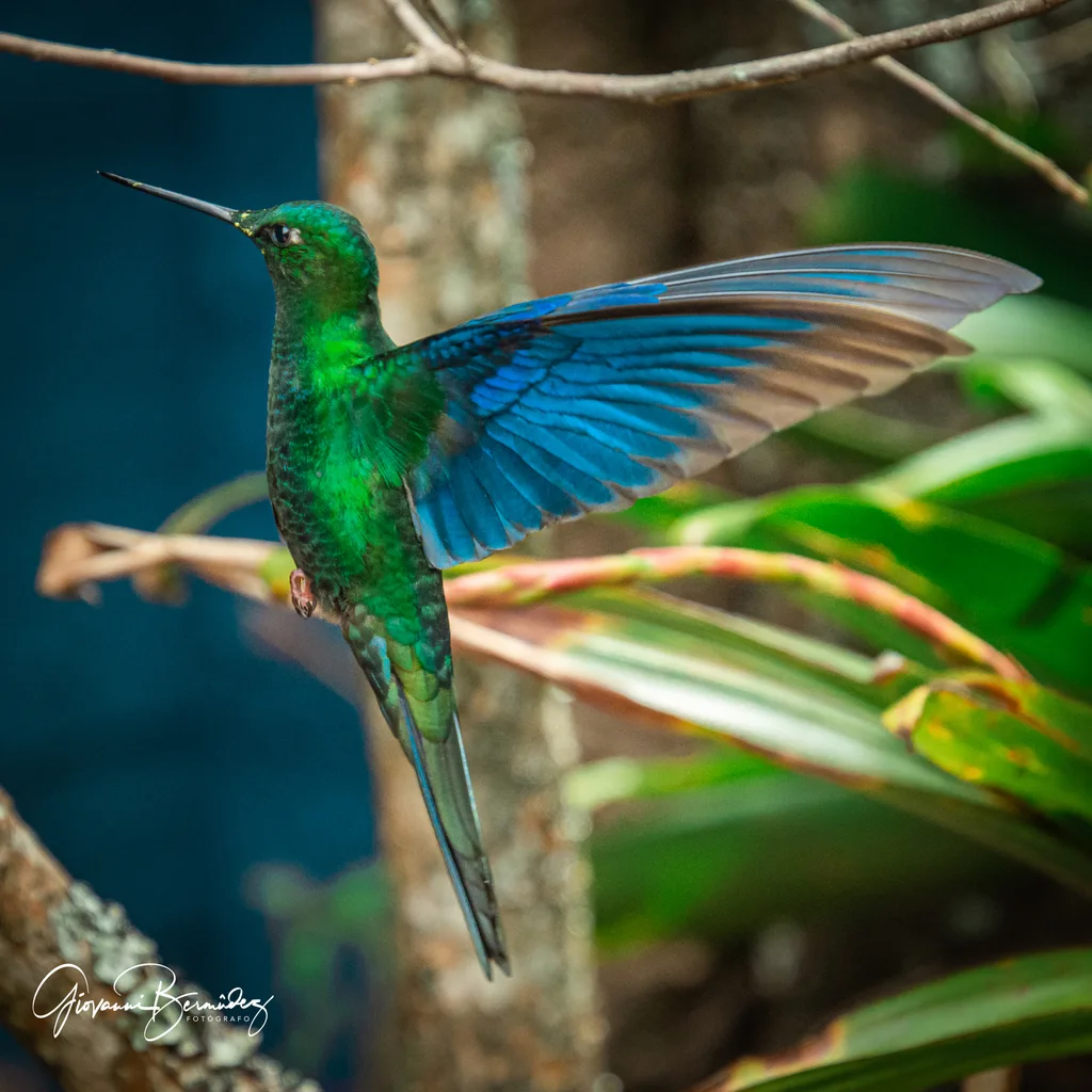 蓝翅大蜂鸟(Pterophanes cyanopterus)