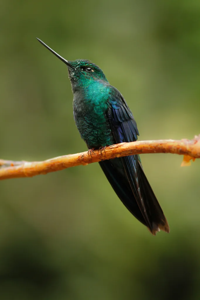 蓝翅大蜂鸟(Pterophanes cyanopterus)