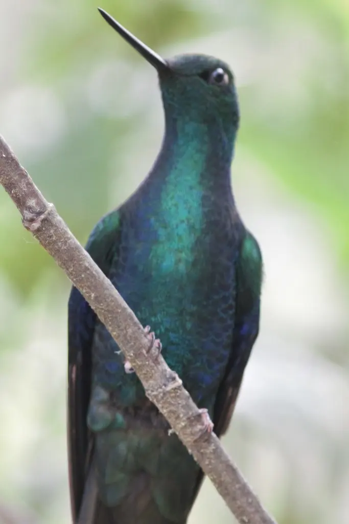 蓝翅大蜂鸟(Pterophanes cyanopterus)