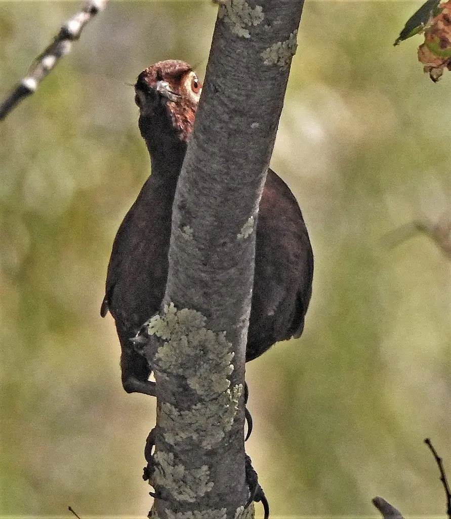 栗喉隐窜鸟(Pteroptochos castaneus)