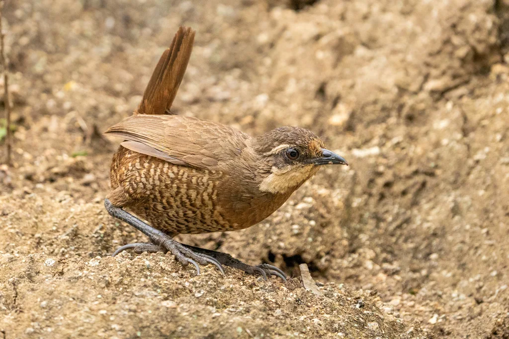 须隐窜鸟(Pteroptochos megapodius)