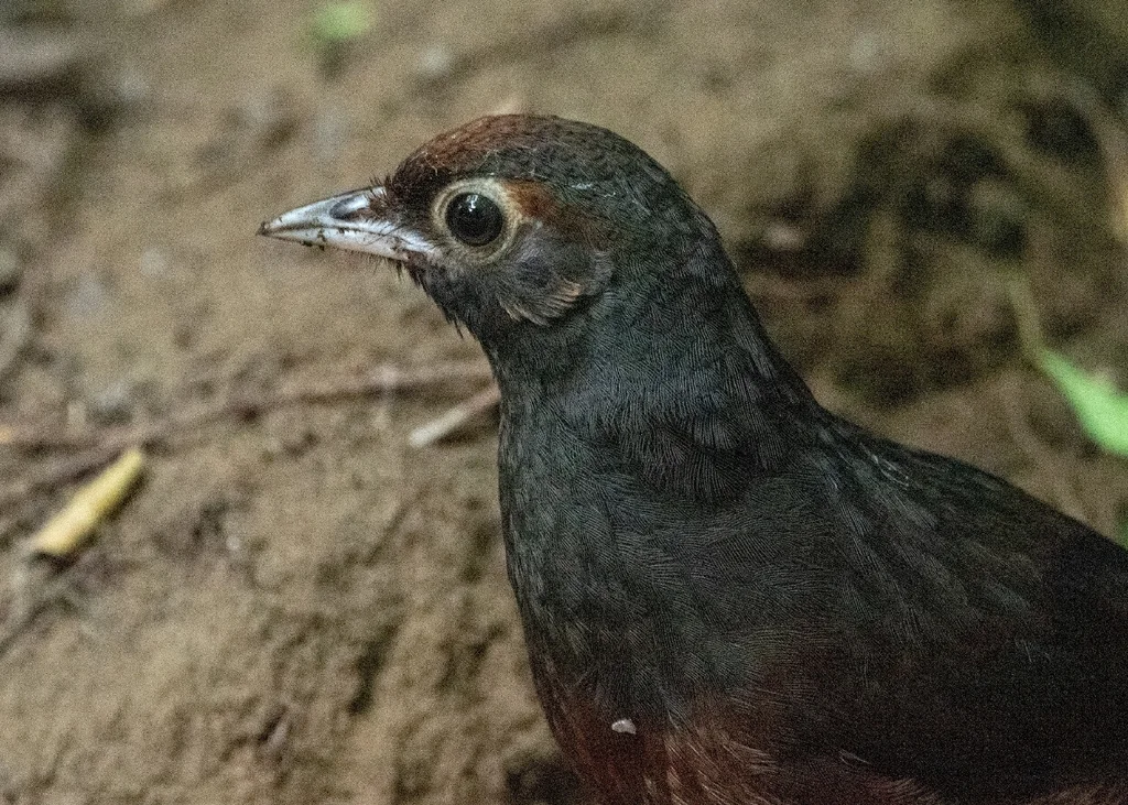 黑喉隐窜鸟(Pteroptochos tarnii)