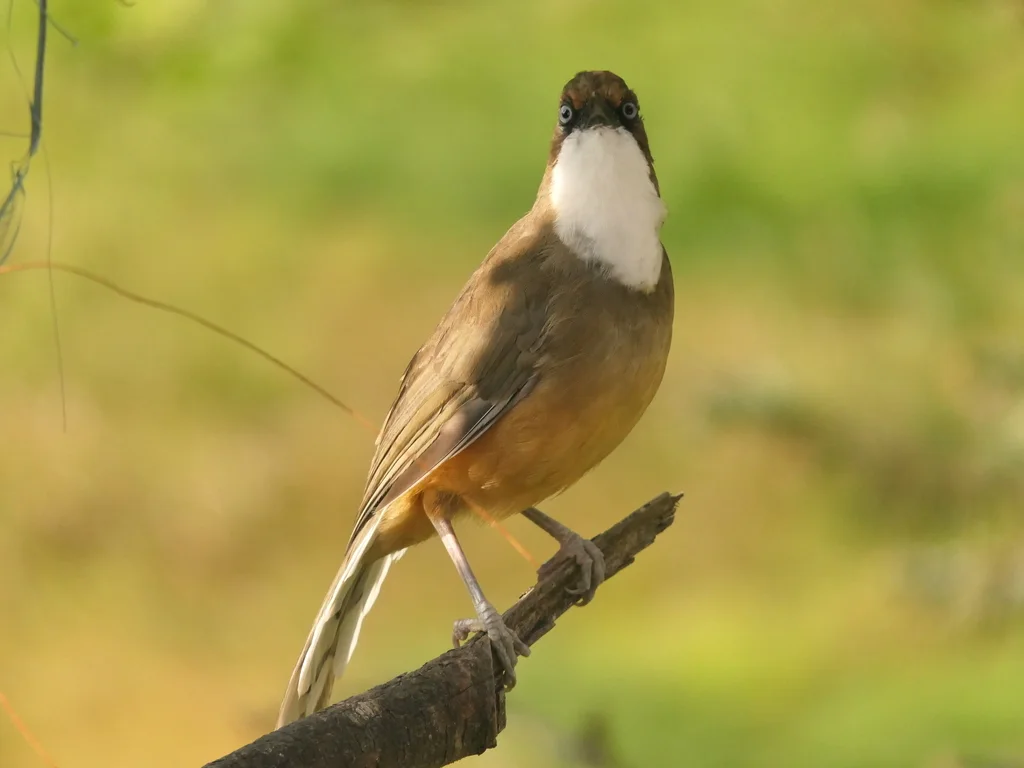白喉噪鹛（Pterorhinus albogularis）