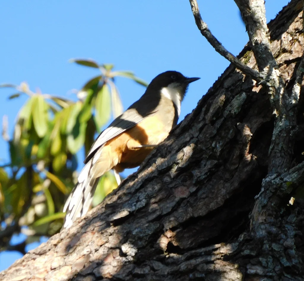 白喉噪鹛（Pterorhinus albogularis）