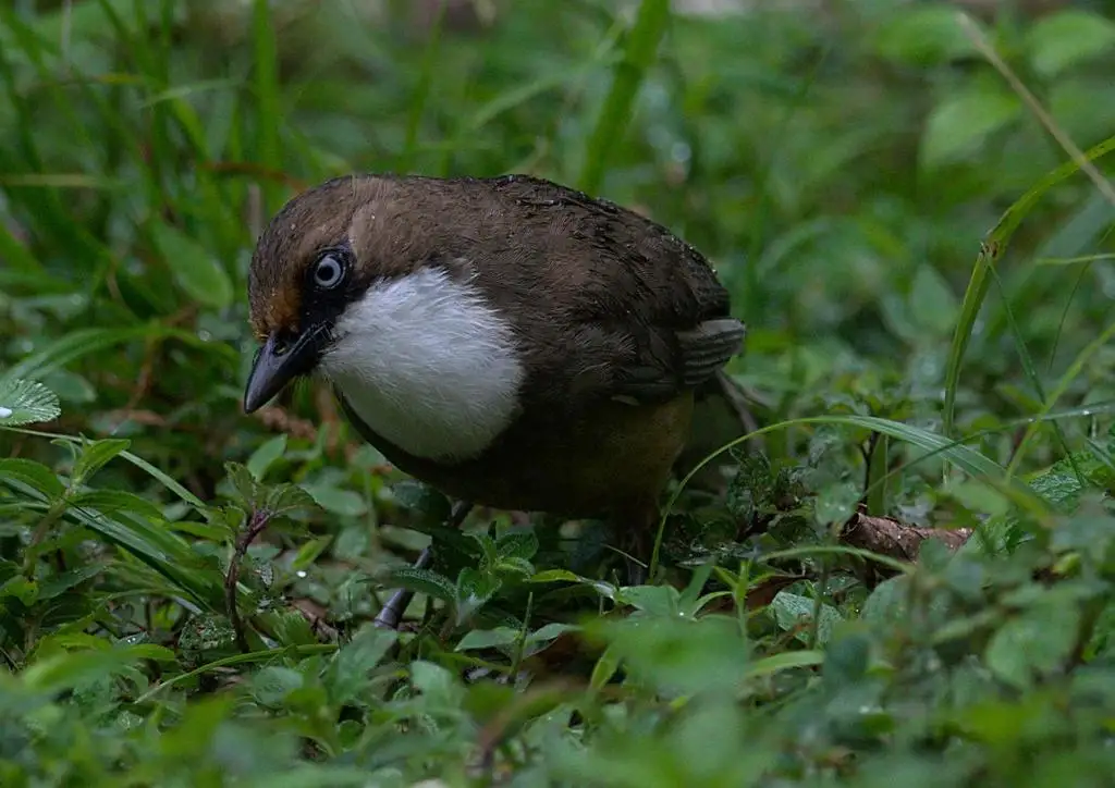 白喉噪鹛（Pterorhinus albogularis）