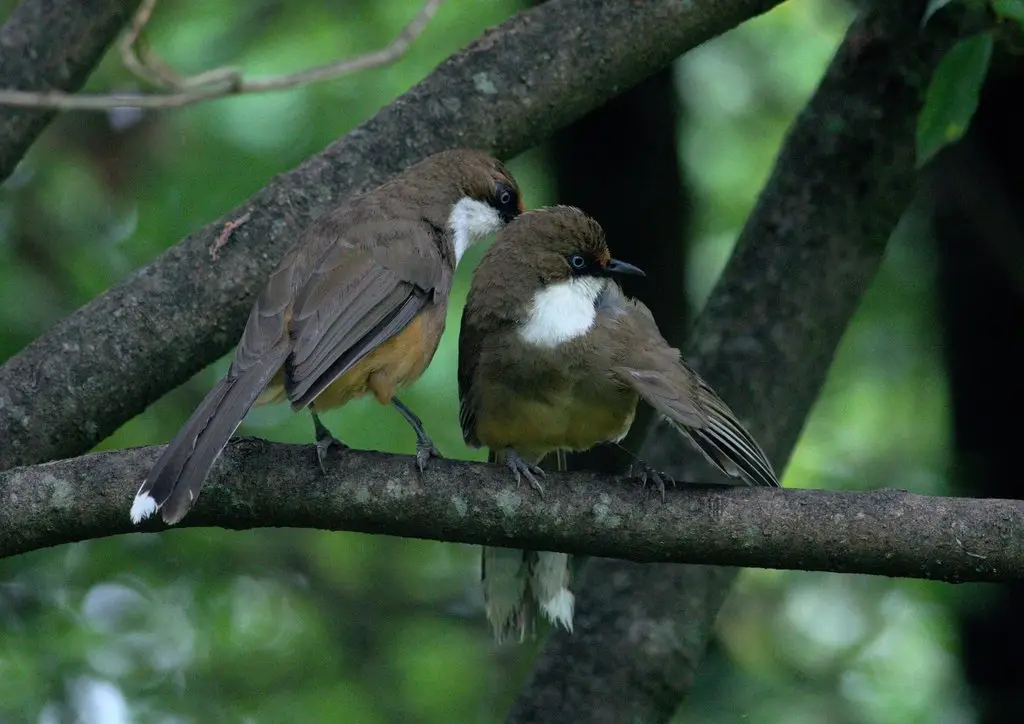 白喉噪鹛（Pterorhinus albogularis）