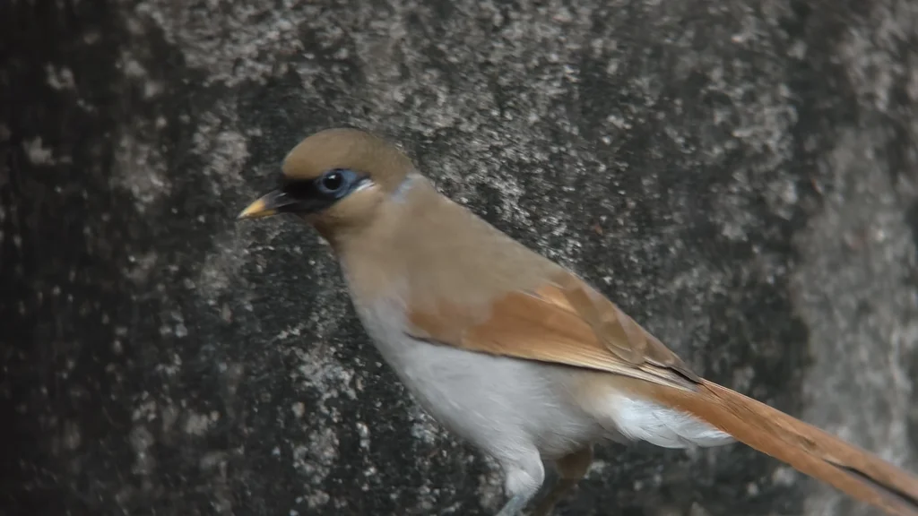 棕噪鹛(Pterorhinus berthemyi)