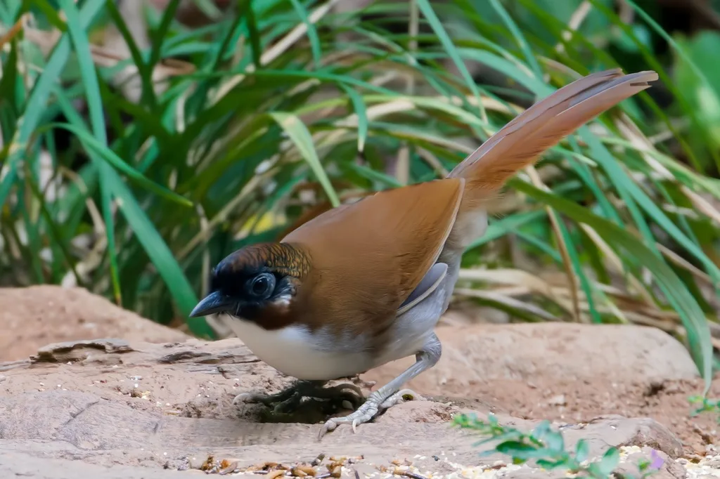 灰胁噪鹛(Pterorhinus caerulatus)