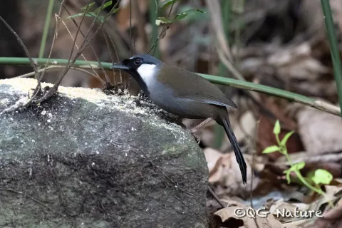 黑喉噪鹛