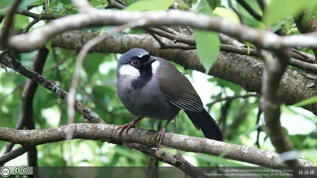 黑喉噪鹛(Pterorhinus chinensis)
