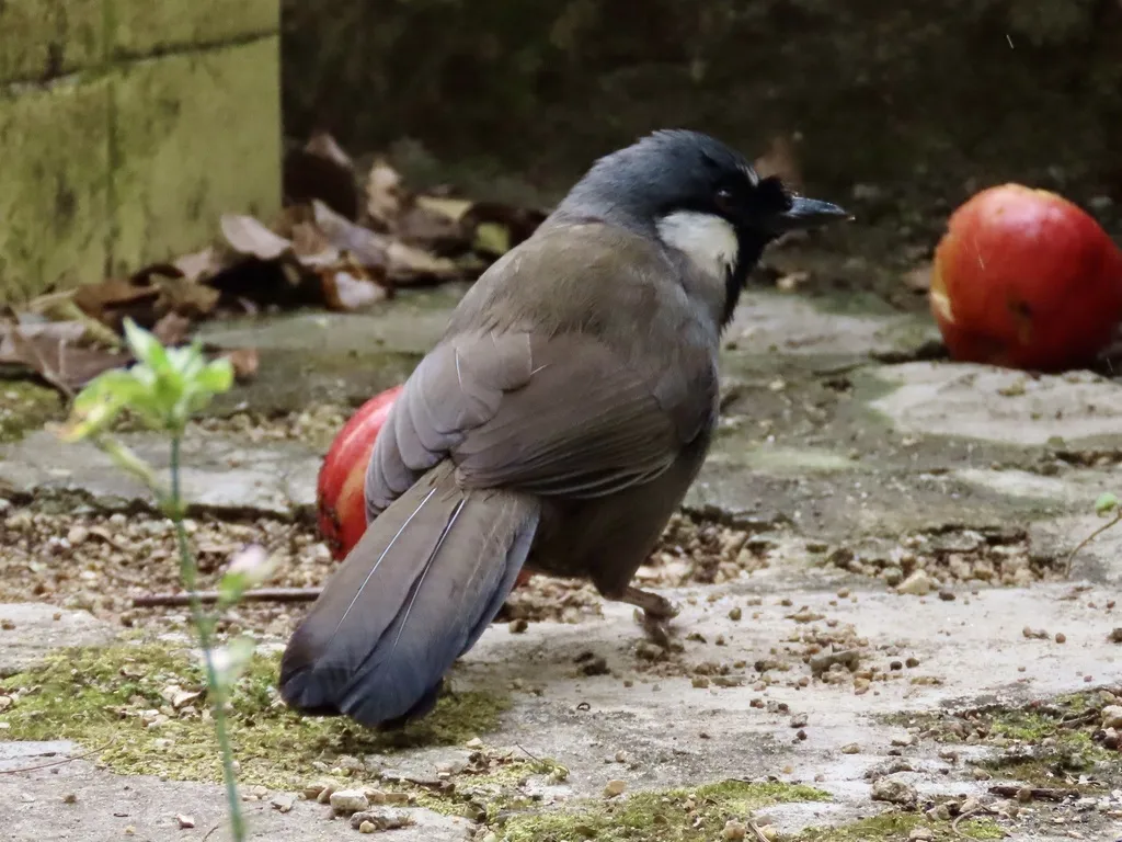 黑喉噪鹛(Pterorhinus chinensis)