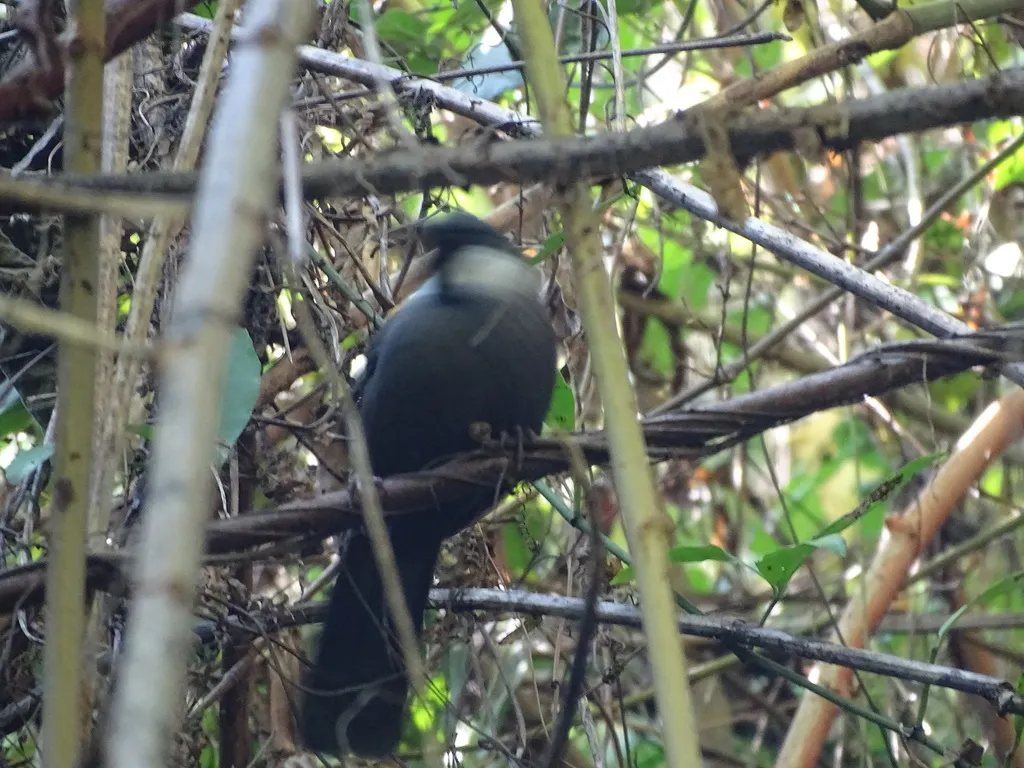 黑喉噪鹛(Pterorhinus chinensis)