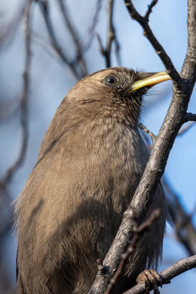 山噪鹛（Pterorhinus davidi）