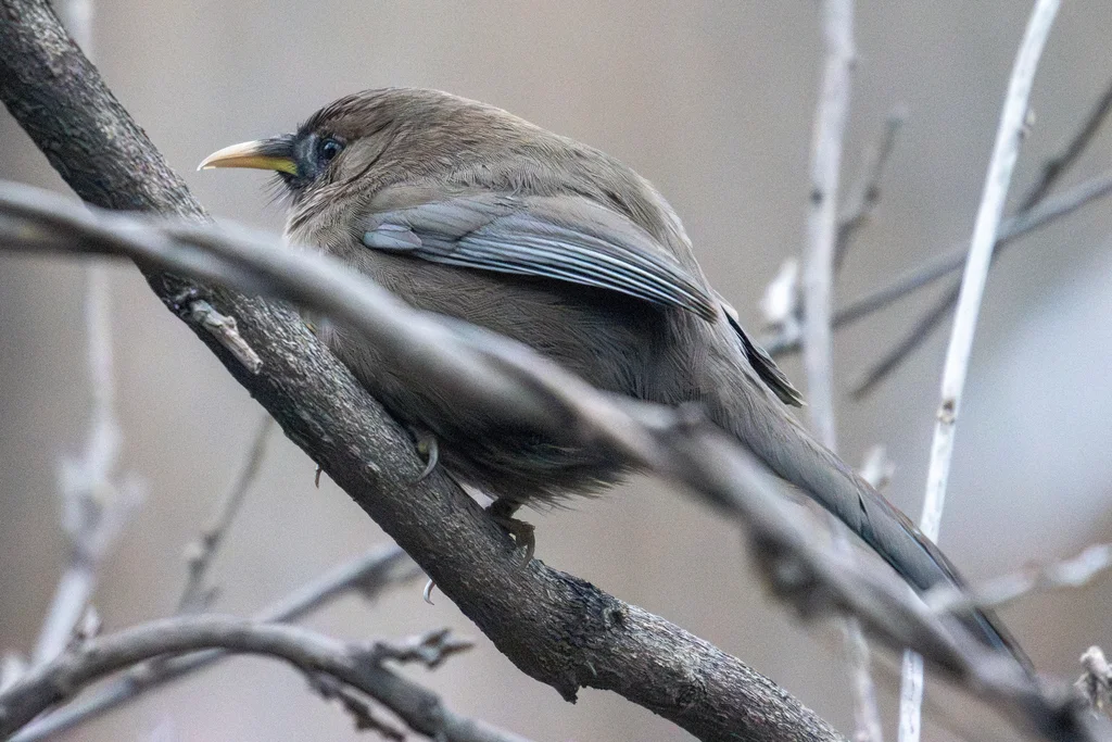 山噪鹛（Pterorhinus davidi）
