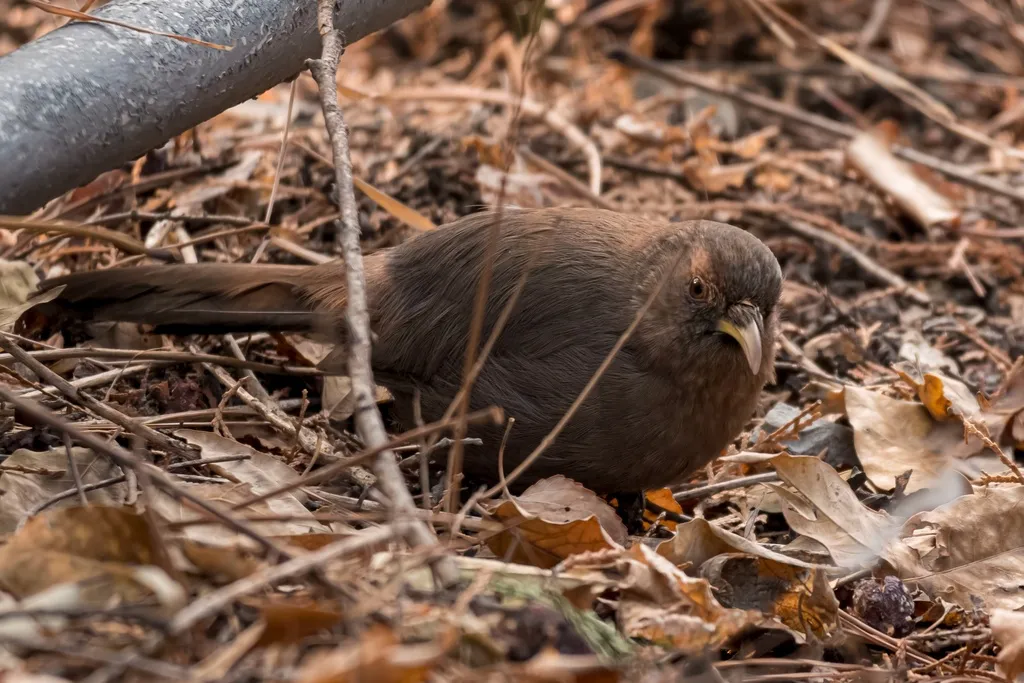 山噪鹛（Pterorhinus davidi）