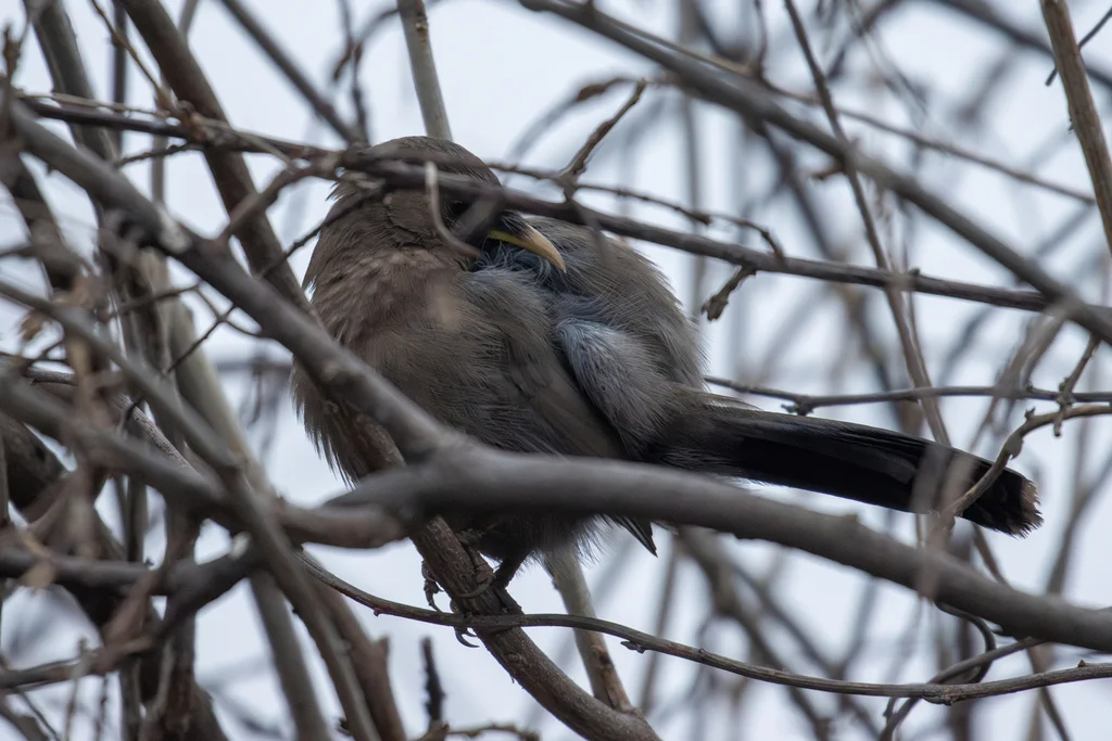 山噪鹛（Pterorhinus davidi）