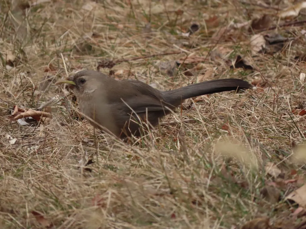山噪鹛（Pterorhinus davidi）