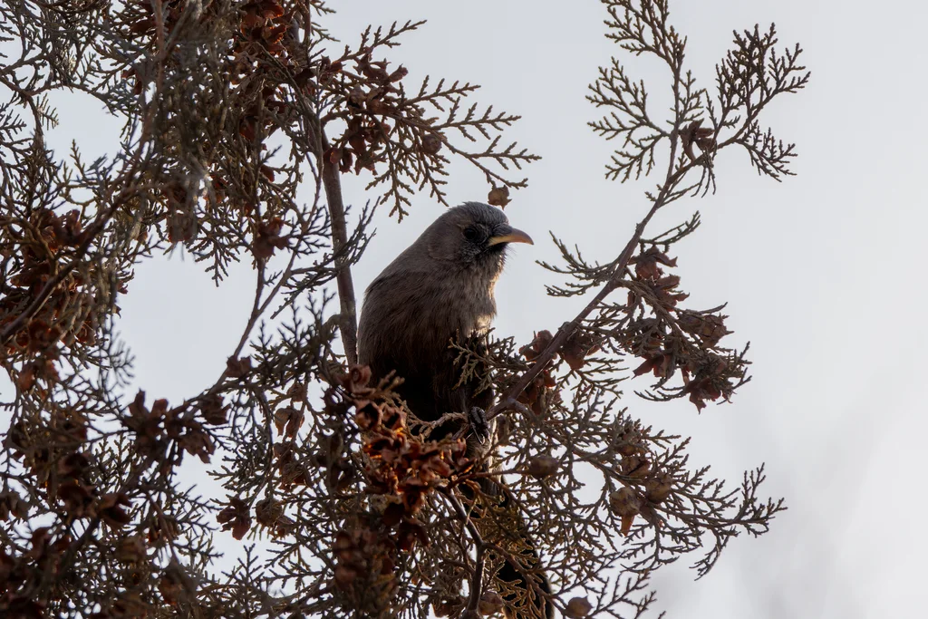 山噪鹛（Pterorhinus davidi）