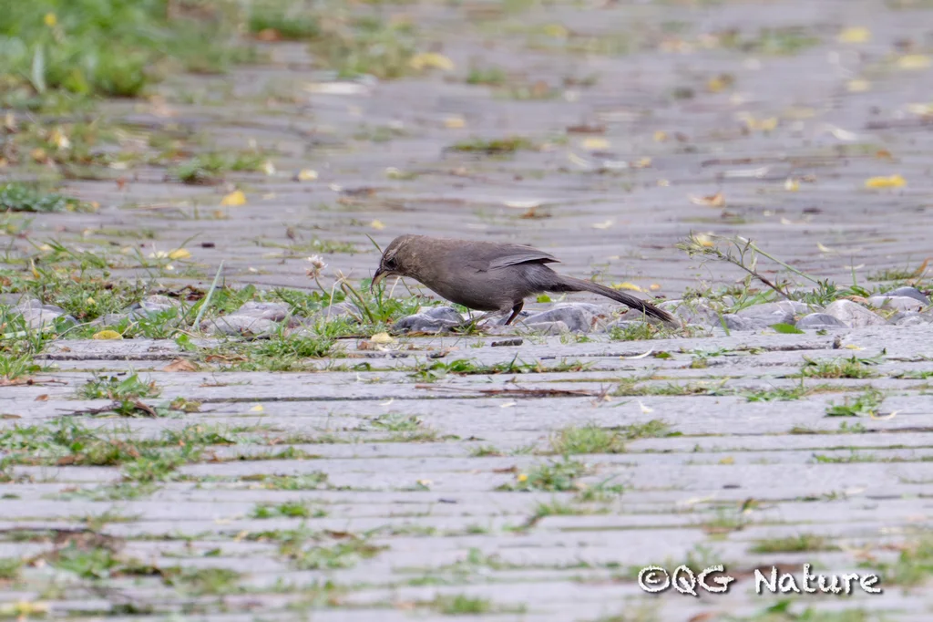 山噪鹛（Pterorhinus davidi）
