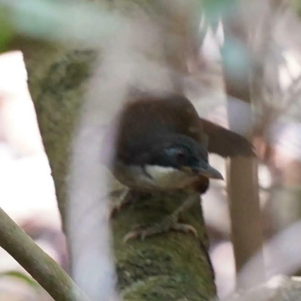 灰胸噪鹛(Pterorhinus delesserti)