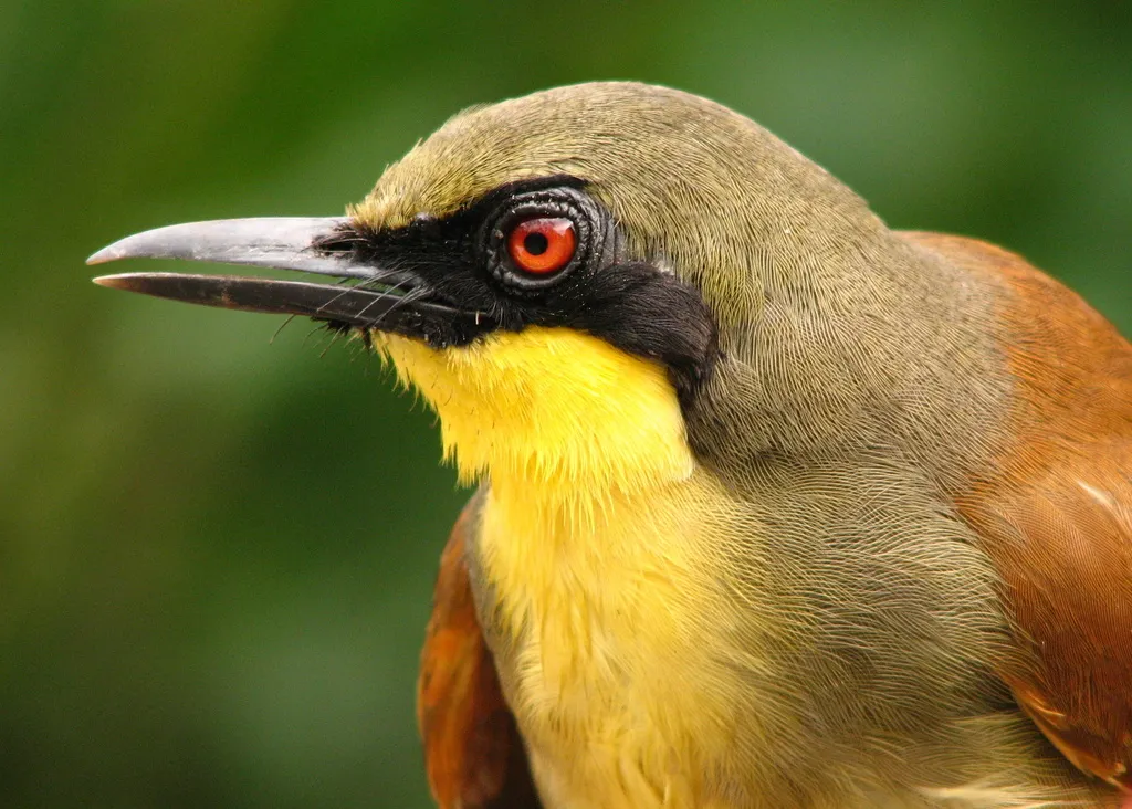 棕臀噪鹛(Pterorhinus gularis)