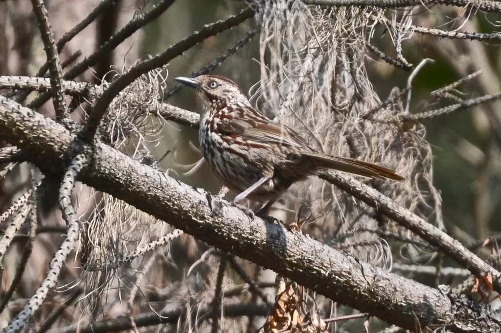 矛纹草鹛（Pterorhinus lanceolatus）