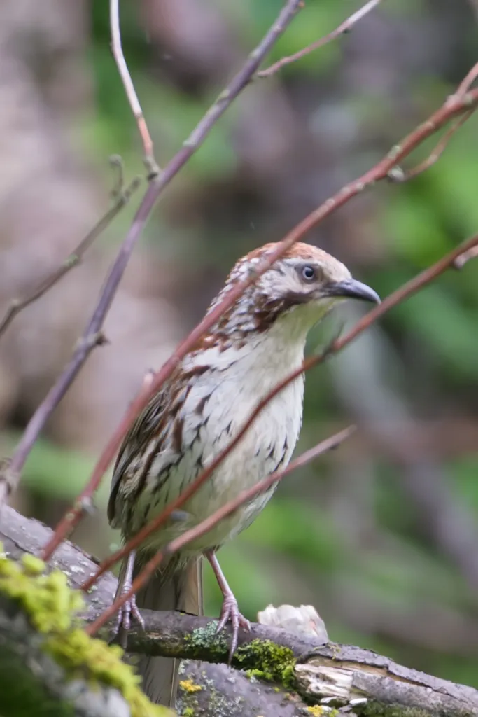 矛纹草鹛（Pterorhinus lanceolatus）
