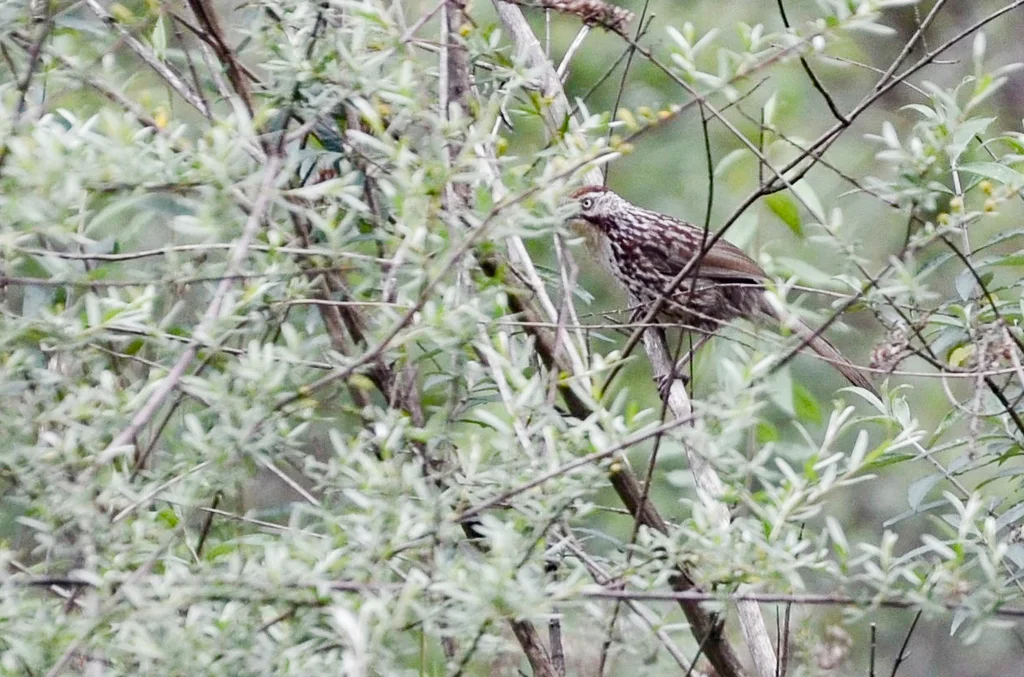 矛纹草鹛（Pterorhinus lanceolatus）