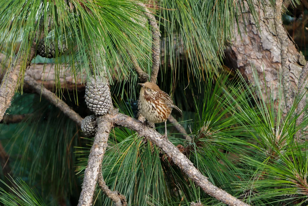 矛纹草鹛（Pterorhinus lanceolatus）