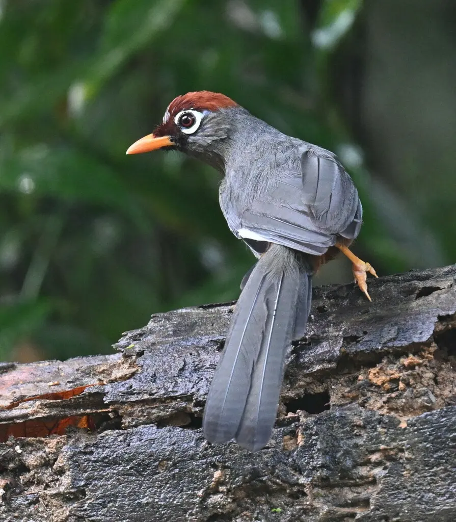 栗顶噪鹛(Pterorhinus mitratus)
