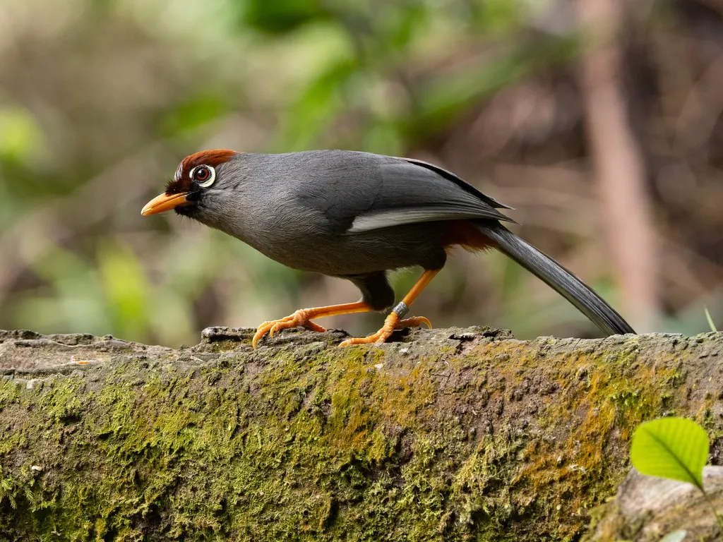 栗顶噪鹛(Pterorhinus mitratus)