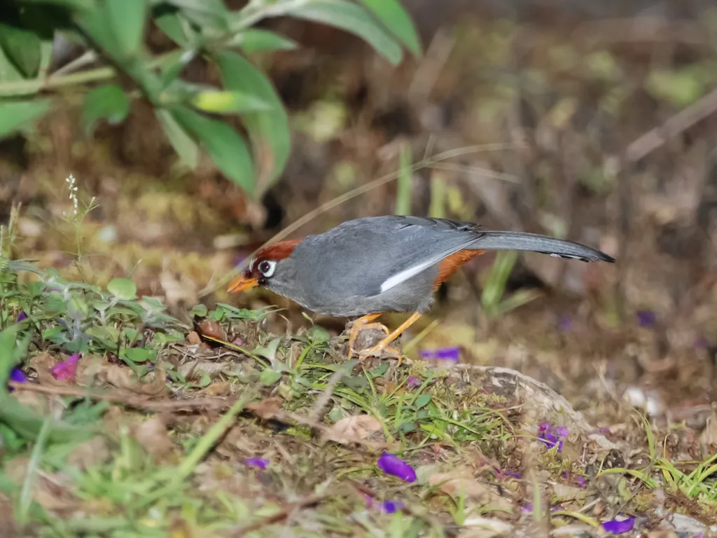 栗顶噪鹛(Pterorhinus mitratus)