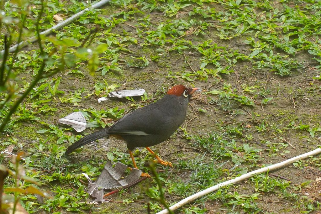 栗顶噪鹛(Pterorhinus mitratus)