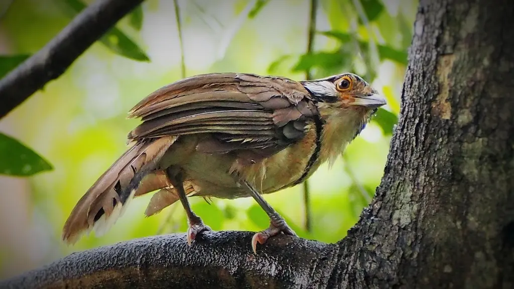 黑领噪鹛(Pterorhinus pectoralis)