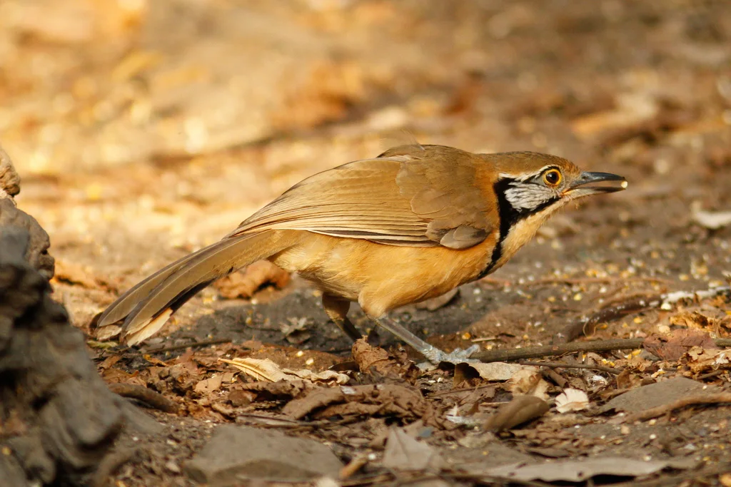 黑领噪鹛(Pterorhinus pectoralis)