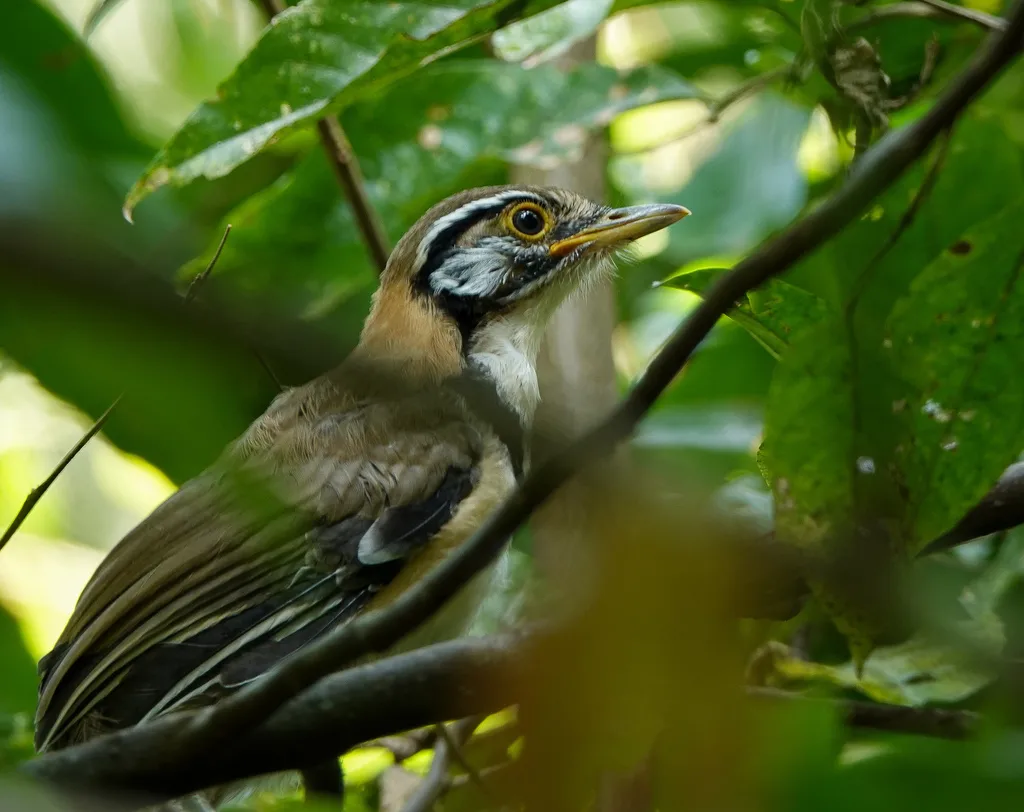 黑领噪鹛(Pterorhinus pectoralis)