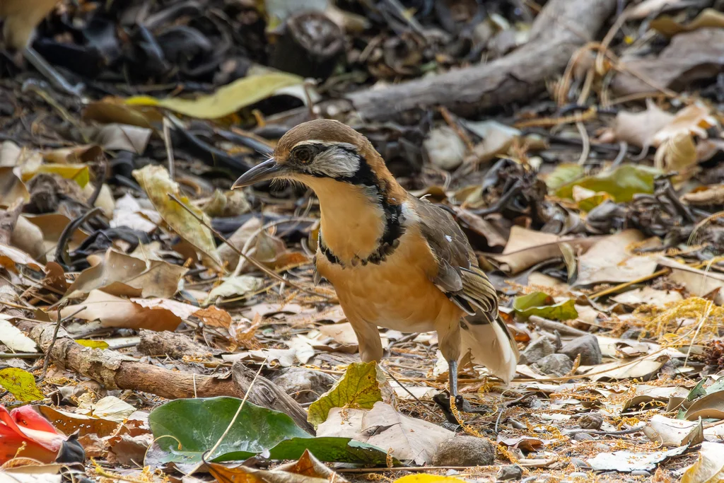 黑领噪鹛(Pterorhinus pectoralis)