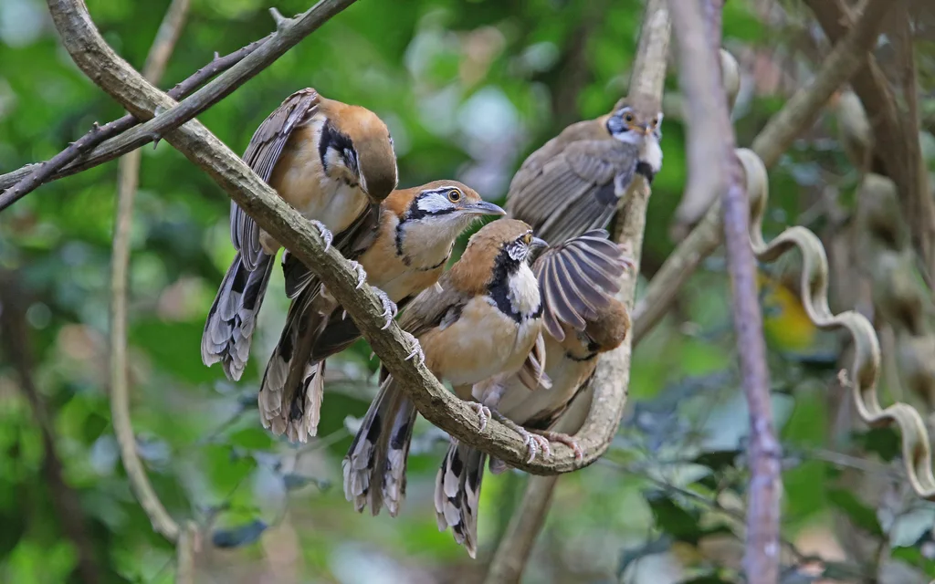 黑领噪鹛(Pterorhinus pectoralis)
